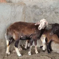 2 عدد شیشک عروسک