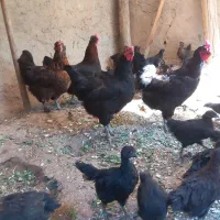 مرغ تخمگذار
