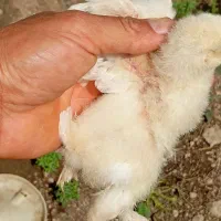 جوجه های برهما  در دو رنگ