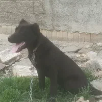 توله هفت ماهه