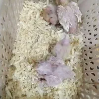 جوجه عروس هلندی