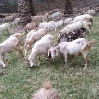 تعدادی گوسفندفروشی