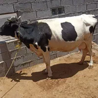 ‌سلام‌گاو‌با‌گوساله