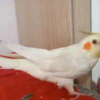 عروس هلندی لوتینو گمشده