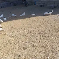 کبوتر|پرنده|قروه, |دیوار