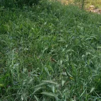 علف زنی باغات کشاورزی