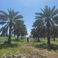 نخل بن دار قیمت استثنایی برای سراسر کشور