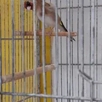 ماده سهره دورگ