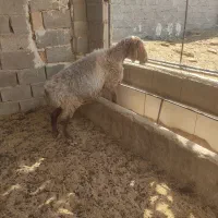 میش