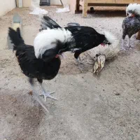 جوجه مرغ لهستانی