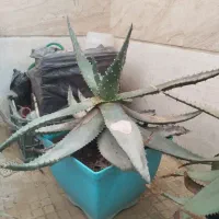 گیاه آپارتمانی آلوعه آکولاتا تزیینی کاکتوس آلوورا