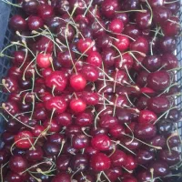 گیلاس فروشی درشت