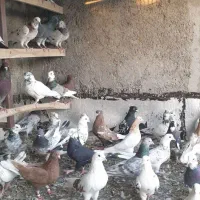 تعداد ۴۰ عدد کفتر خال پرشی یکجا و تکی