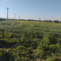 سرکارگر کشاورزی