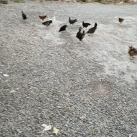 مرغ وخروس