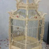قفس عروس هلندی سلطنتی