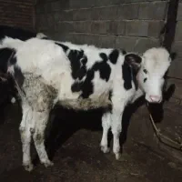 گوساله