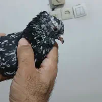 کبوتر کوهی دم سفیدنر درج یک