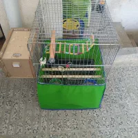 قفس عروس هلندی
