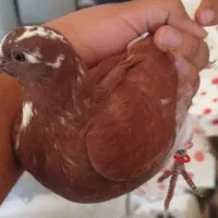 کبوتر
