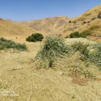 علوفه مرغوب