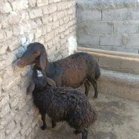 میش و بره