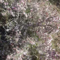 یک هکتار زمین وباغ در منطقه باستانی