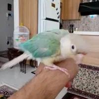 طوطی گرینچیک فوق دستی سخنگو