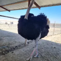 شترمرغ