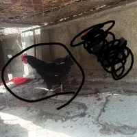 خروس مشکی برای رفع بلا