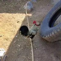 تعدادخروس سالم سرحال