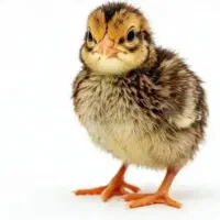 جوجه بلدرچین