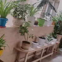 باربری