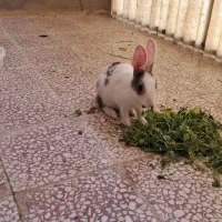 خرگوش