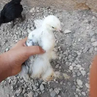 گلین وبرهما