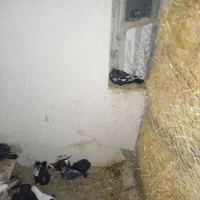 کبوتر 170|پرنده|رضویه, |دیوار