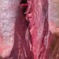 پخش فیله وراسته تازه