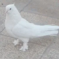 کفتر