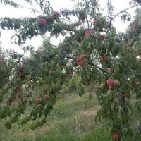باغبان به همراه محل اسکان و اقامت شبانه روزی