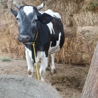 گاو