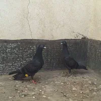 کفتر جوجه