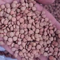 ضایعات لوبیا عدس لپه نخود شکر ماکارونی کشمش برنج