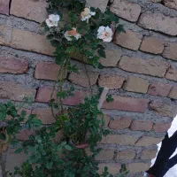 گل رز و رونده