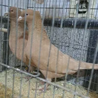 کبوتر زرد و چپ