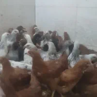 40دونه جوجه مرغ و خروس شروه ای