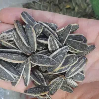 تخمه لوکس
