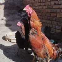 خروس لاری اصل