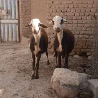 بره قوچ|حیوانات مزرعه|نهاوند, |دیوار