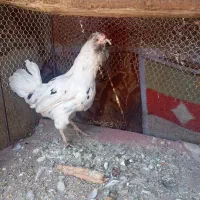 دو عدد مرغ