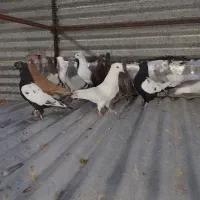کبوتر